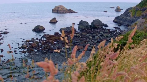 Bright grass and rocks in ocean Oregon Coast Oregon 22 Stock Footage 81600095