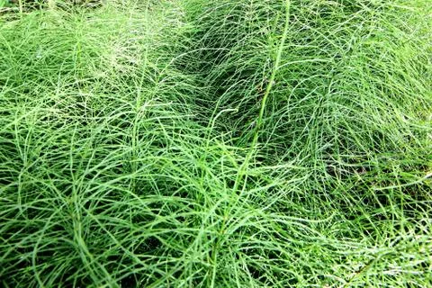 Bright grass background Stock Photos