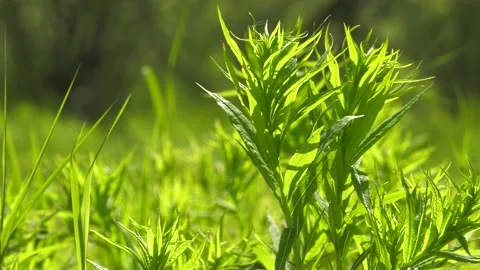 Bright grass 動画素材 133628316