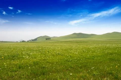 Bright grass Stock Photos