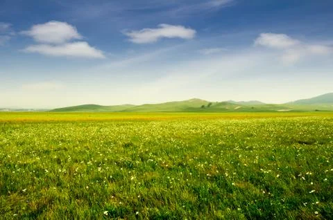 Bright grass Foto stock