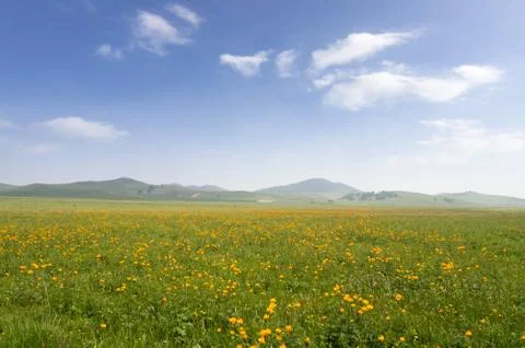 Bright grass Stock Photos