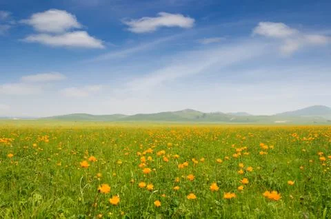 Bright grass Stock Photos