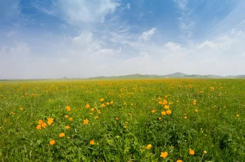 Bright grass Foto stock