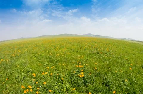 Bright grass Stock Photos