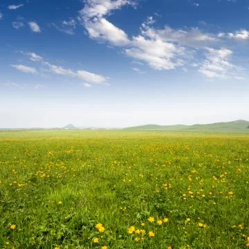 Bright grass Stock Photos