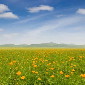 Bright grass Stock Photos