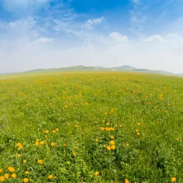 Bright grass Stock Photos