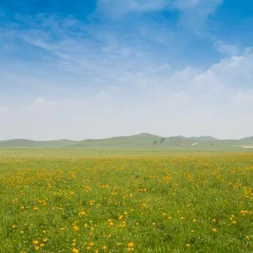 Bright grass Foto stock