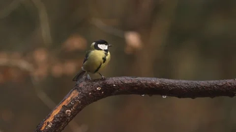 Bright Great tit on dripping wet brown branch look around and fly out of Stock Footage 178906057