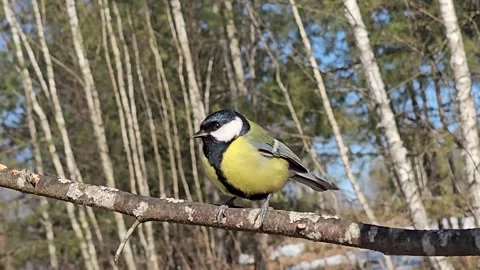 A bright great tit Parus major sitting on a tree trunk is photographed against Stock Footage 332941929