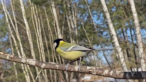 A bright great tit Parus major sitting on a tree trunk Stock Footage 332942060