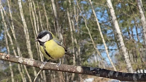 A bright great tit Parus major sitting on a tree trunk in spring Stock Footage 332942094