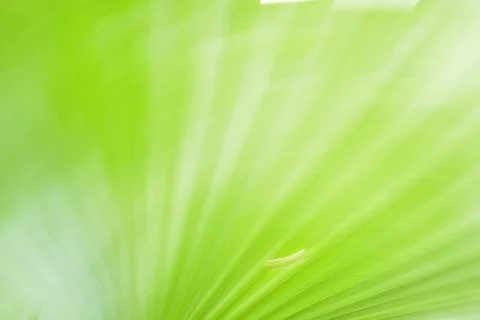 Bright Green Abstract Leaf Motion Blur Background Foto stock