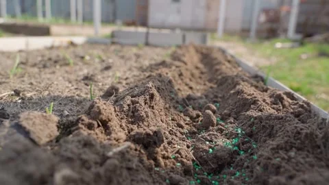 A bright green additive is poured into a deep row in a vegetable garden to Stock Footage 306065984