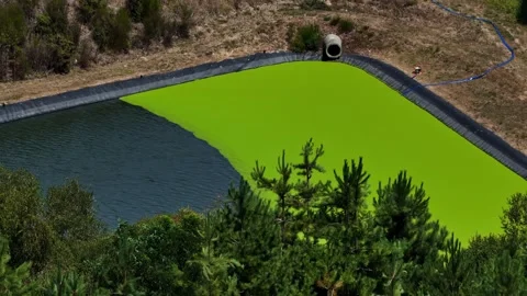 Bright Green Algae Bloom Covering Part of Lined Reservoir Stock Footage 341543633