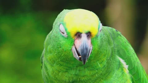 Bright green and yellow parrot. Stock Footage 320149853