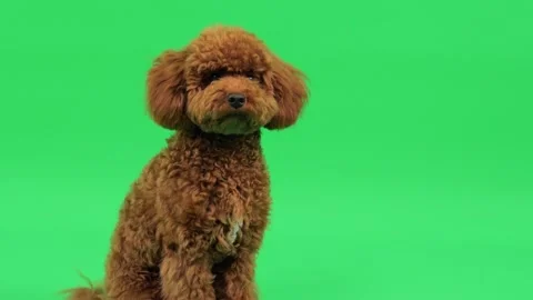 Bright green background highlights curious pet in close up shot Stock Footage 327609343