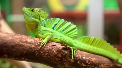 Bright Green Basilisk Lizard Perched on a Textured Wooden Branch Stock Footage 341213673