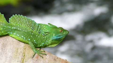 Bright Green Basilisk Lizard with Spotted Crest near Flowing Tropical Stream Vídeo Stock 334616681