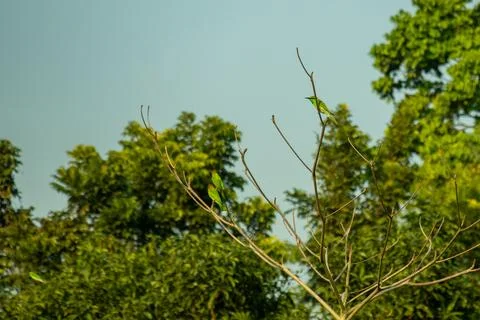 A bright green bee eater perches on a bare branch under a clear sky Fotos de archivo