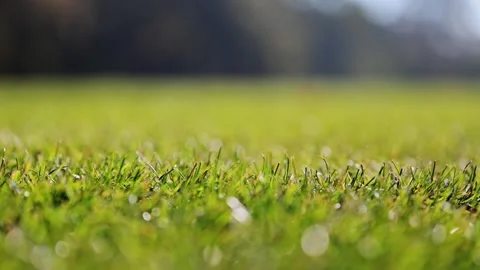 Bright green blades of grass dance in the wind on a football pitch, captured in Stock Footage 293740511