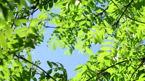 Bright green branches swaying in the wind against bright blue sky Stock Footage 278689809