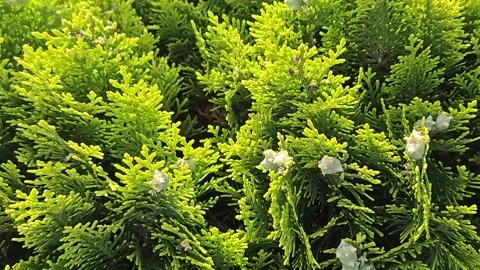 Bright green branches of Thuja tree with cones Stock Footage 243759611