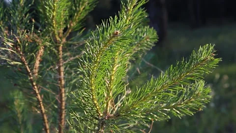 Bright green branches with young pine needles. Close up Stock Footage 132986054