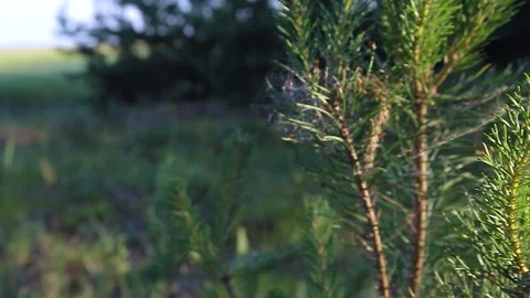 Bright green branches with young pine needles. Panorama. Close-up Video stock 132986062