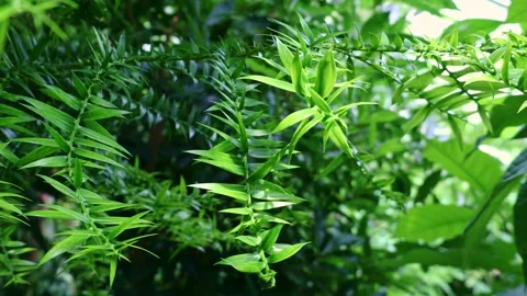Bright green bunya pine, or simply bunya (Araucariaceae Araucaria Bidwillii) Stock Footage 245930322