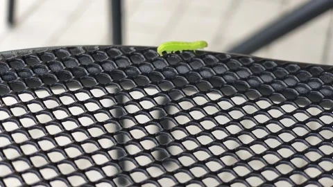 Bright green caterpillar crawls on black mesh table Stock Footage 340433716