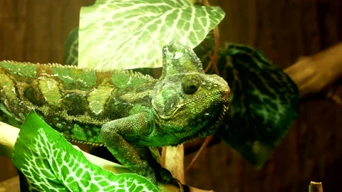 Bright green chameleon Stock Footage 197508089