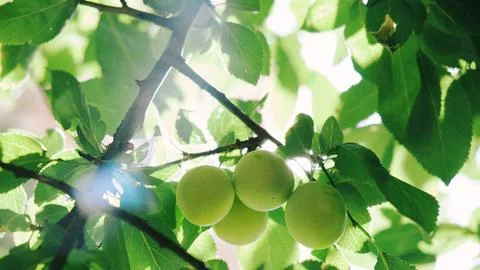 Bright green cherry plums Stock Photos