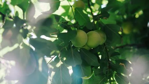 Bright green cherry plums Stock Photos
