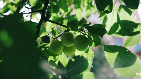 Bright green cherry plums Stock Photos