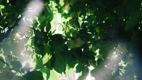 Bright green cherry plums Stock Photos