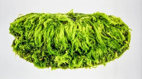Bright Green Clam Shell With Algae Isolated on White Background Representin.. Stock Photos