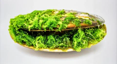 Bright Green Clam Shell With Algae Isolated on White Background Representin.. Stock Photos
