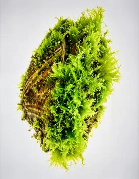 Bright Green Clam Shell With Algae Isolated on White Background Representin.. Stock Photos