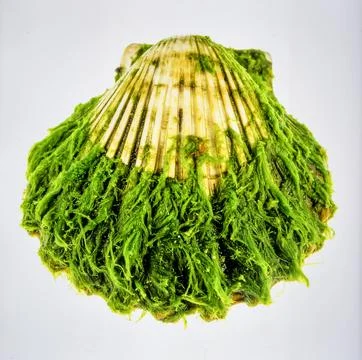 Bright Green Clam Shell With Algae Isolated on White Background Representin.. Stock Photos