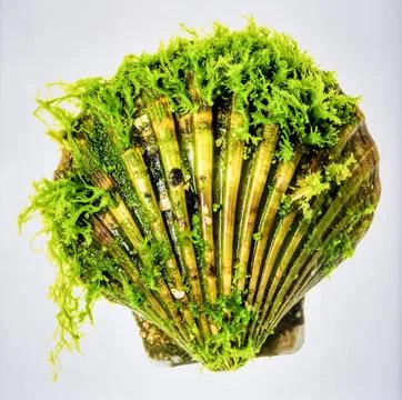 Bright Green Clam Shell With Algae Isolated on White Background Representin.. Stock Photos