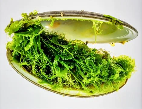 Bright Green Clam Shell With Algae Isolated on White Background Representin.. Stock Photos