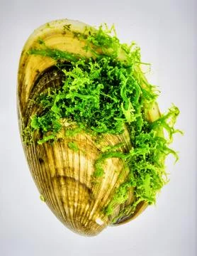 Bright Green Clam Shell With Algae Isolated on White Background Representin.. Stock Photos