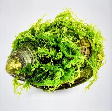 Bright Green Clam Shell With Algae Isolated on White Background Representin.. Foto stock