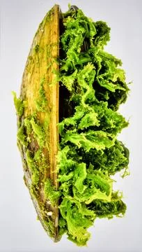 Bright Green Clam Shell With Algae Isolated on White Background Representin.. Stock Photos