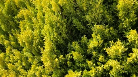 Bright green close up of cypress thuja coniferous tree leaves and park Stock Footage 129977048