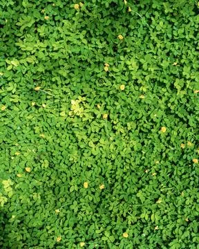 Bright green clover leaves with tiny yellow flowers create a fresh and vibran Stock-Fotos