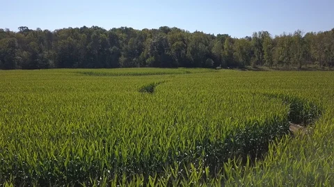 Bright Green Cornfield 库存影片 129649230