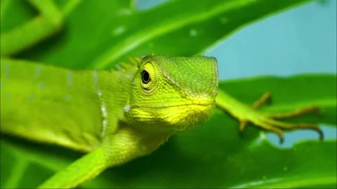 Bright green crested lizard resting on a tropical leaf Video stock 338154145